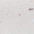 Quartz Q020 Sea Shell
