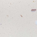 Quartz Q020 Sea Shell