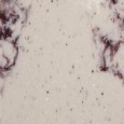 Veined solid surface V222 Gorgeous