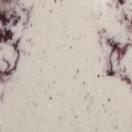 Veined solid surface V222 Gorgeous
